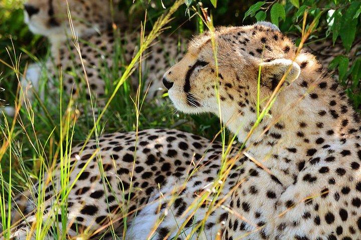 2-Day Safari to Lake Manyara and Crater Ngorongoro from Arusha