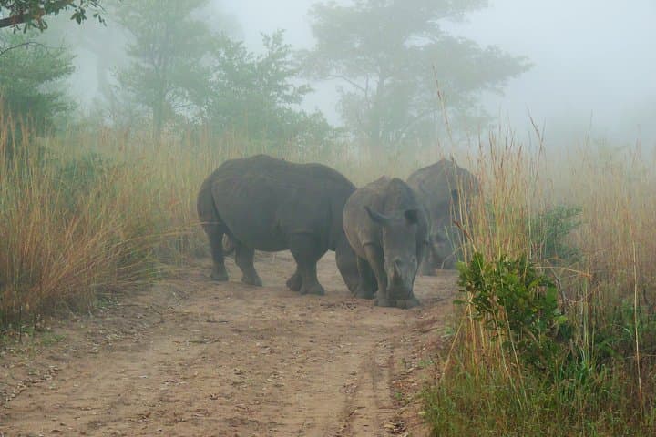 Kruger National Park Morning Game Drive from Hazyview
