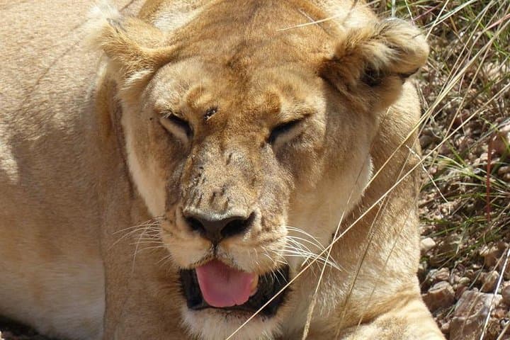 3 days 2 nights budget group safari to Maasai Mara National Reserve