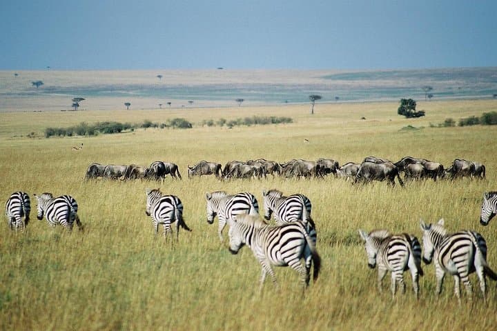 7 Day Maasai Mara, Lake Nakuru, Lake Naivasha and Amboseli Safari