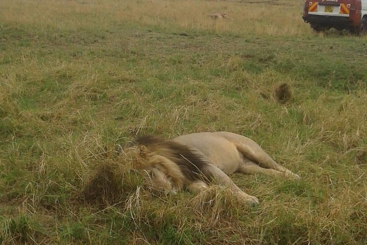 4 days group joining budget safari to Maasai Mara only