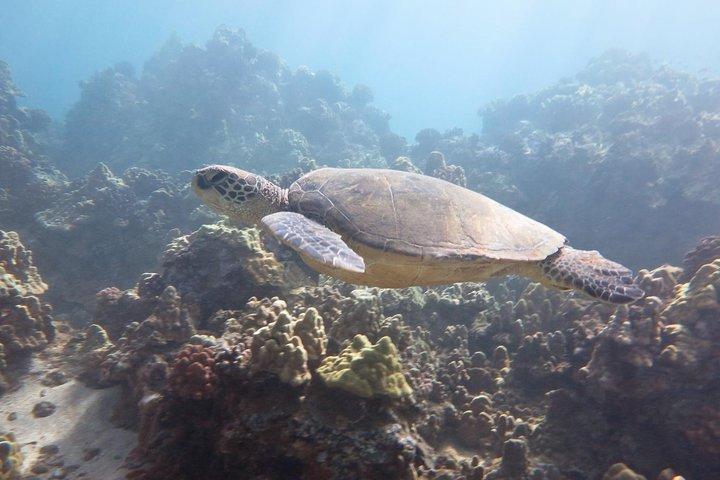 Molokini and Turtle Arches Snorkeling Trip from Ma'alaea Harbor