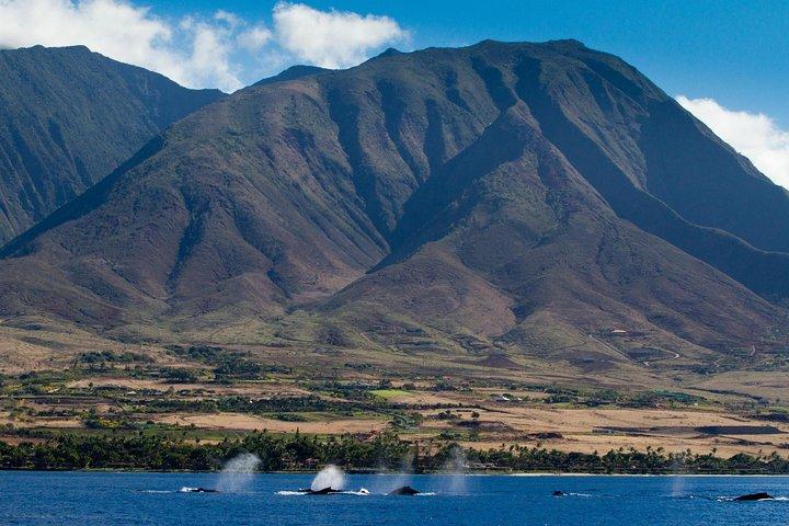 Maui Premium Sunset Dinner Cruise & Whale Watch