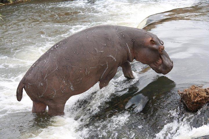 Kruger National Park One Day Safari from Johannesburg