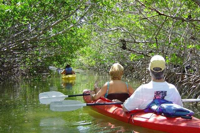 Mangrove Tunnels