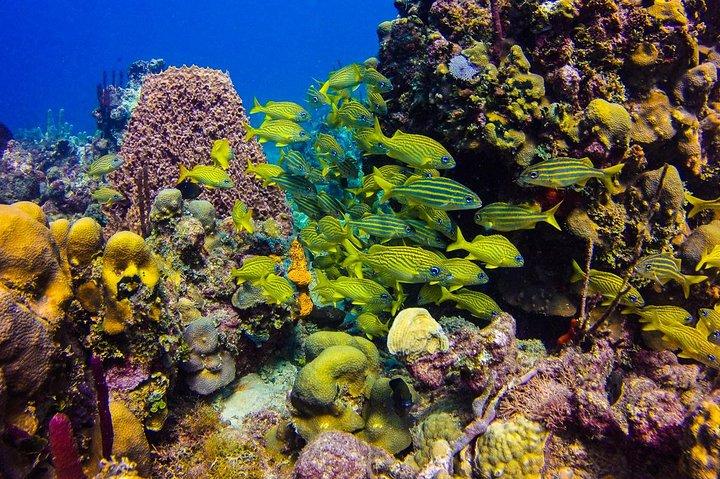 Full-Day Catalina Island Scuba Diving Tour from Punta Cana