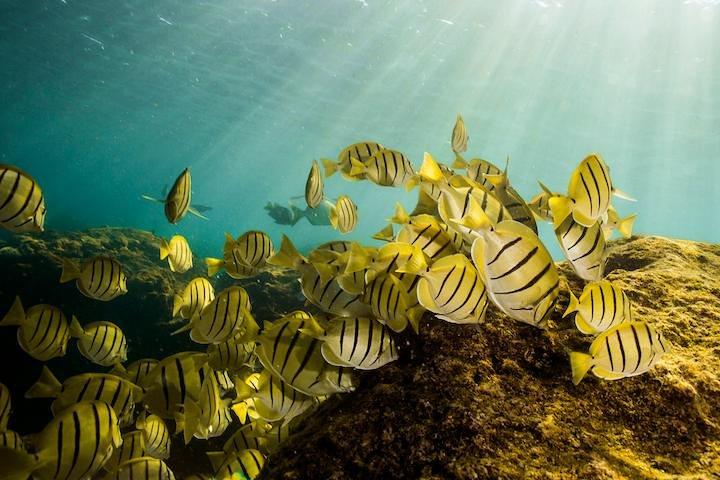 Private Snorkeling Tour in Cabo San Lucas