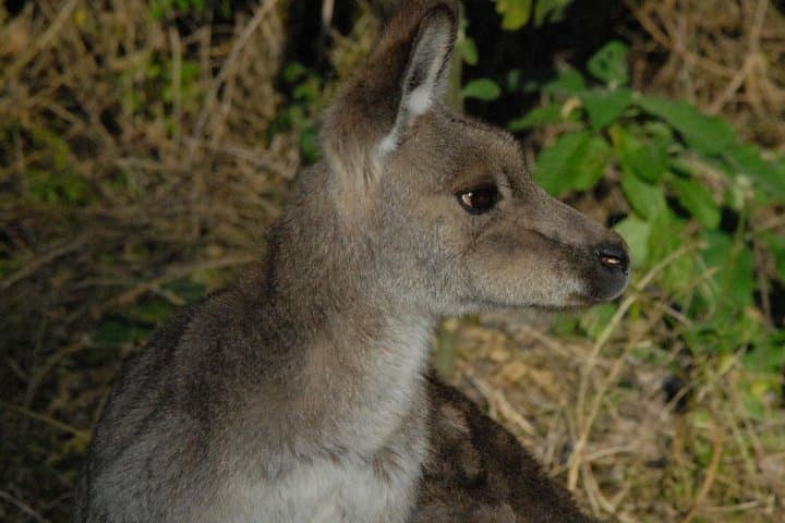 Walking with Wild Kangaroos Private Half-Day Trip from Sydney