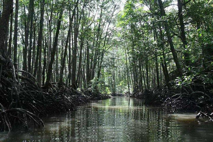 4in1 Underground River + ugong cave +zipline+mangrove paddleboat