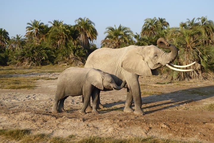 Amboseli National Park Day Tour from Nairobi
