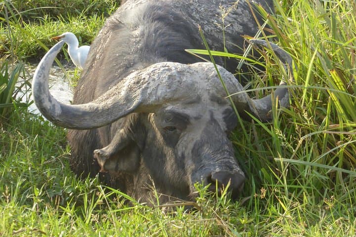 2 Days Amboseli National park safari package