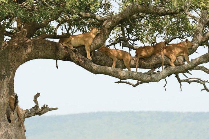 4 Day Tanzania Northern Circuit Camping Safari