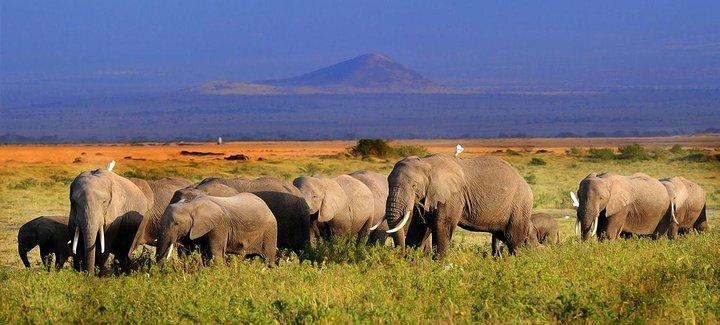 5-Days Best Wildlife Safari: Amboseli & Tsavo West National Park Private Safari