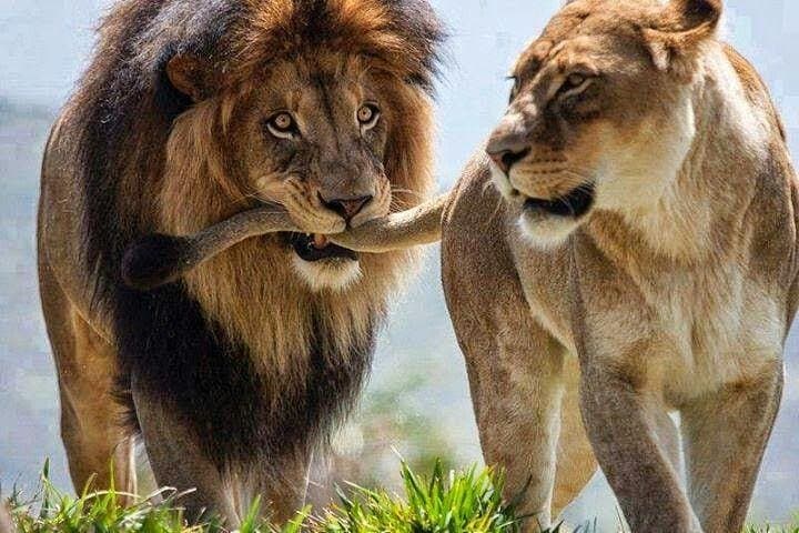 Cape Town 2-Days Aquila Safari Overnight & Robben Island Getaway