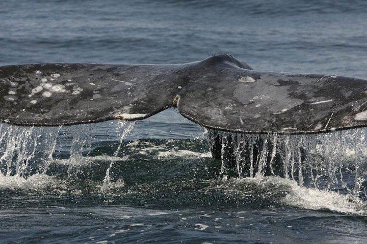 San Diego Whale Watching Cruise