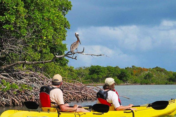 Sunset Kayak Tour in the Mangrove Lagoon, St Thomas