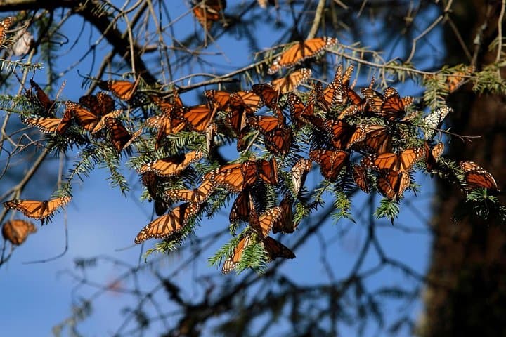 Monarch Butterfly Sanctuary Day Trip from Mexico City