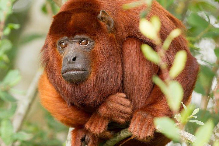 3-Day Tambopata Amazon Jungle Tour at Hacienda Concepción