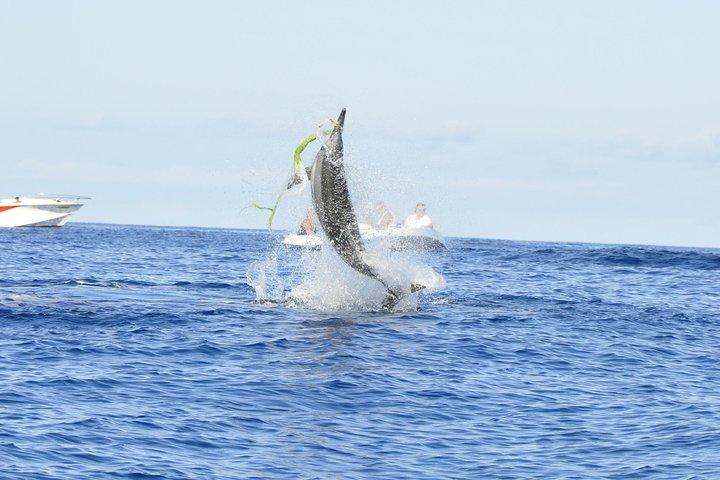 Shared Dolphin Encounter in Mauritius