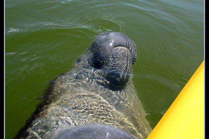 Small Group Boat, Kayak and Walking Guided Eco Tour Everglades
