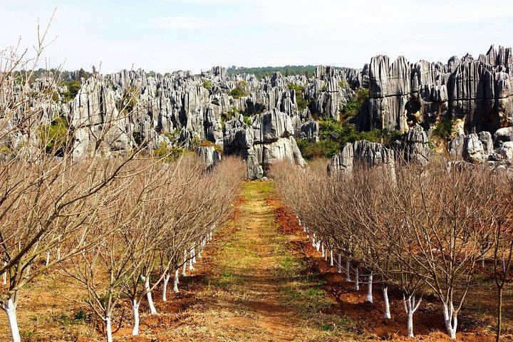 Day Tour to Kunming's Stone Forest and Jiuxiang Cave