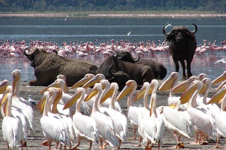 Lake Nakuru National Park: Day Trip from Nairobi