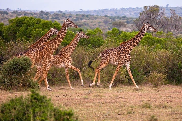 3 Days 2 Nights Masai Mara Joining Safari From Nairobi
