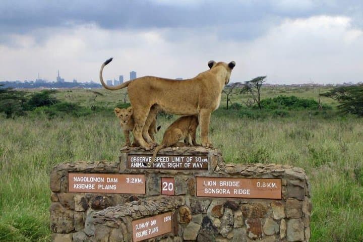 Nairobi National Park, Elephant Orphanage, Giraffe Centre Tour
