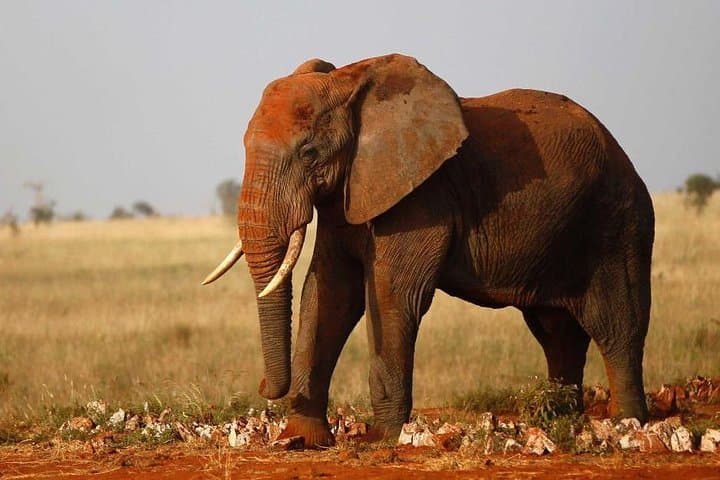 3-Days Tsavo West National Park Wildlife Safari From Nairobi