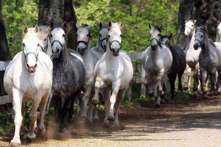 Lipica Stud Farm & Skocjan Caves - Small Group Tour from Koper