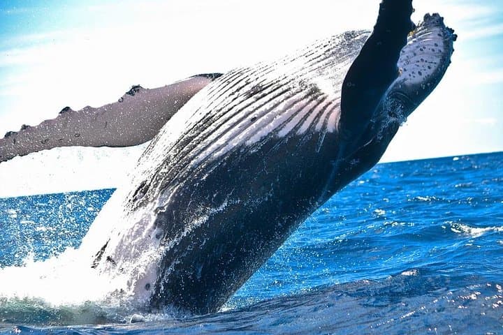 Whales & Wine