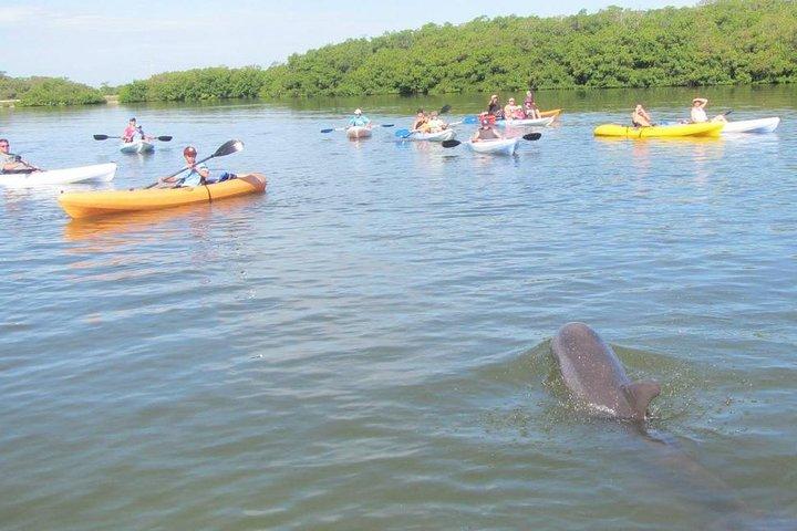 Fully Guided Kayaking Backwater Manatee and Dolphin Tour