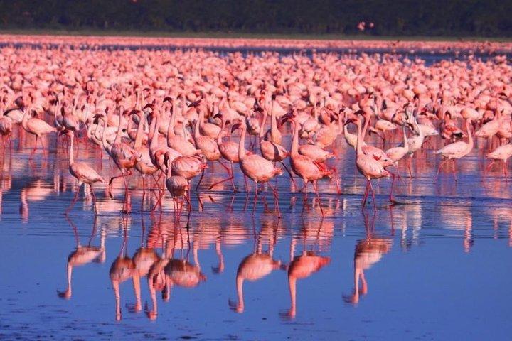 6-Day Aberdare, Lake Nakuru and Masai Mara Safari from Nairobi