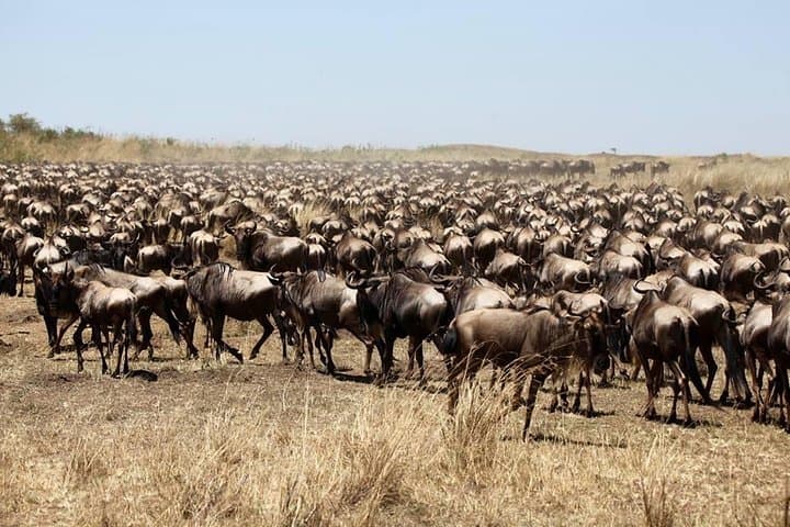 3-Day Masai Mara Luxury Safari