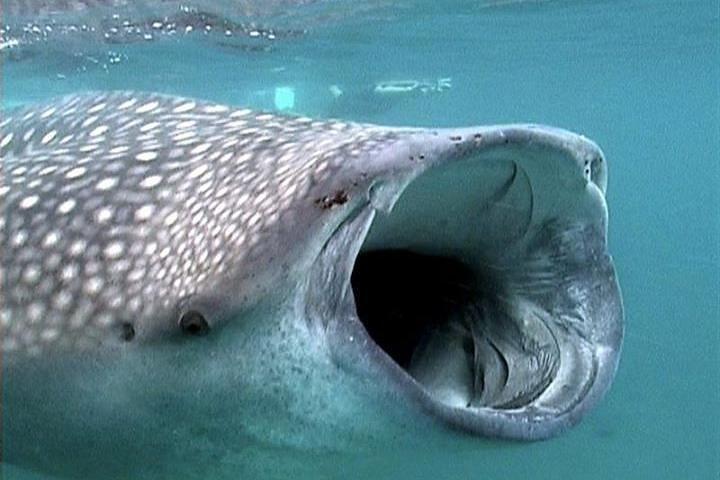 Whale Shark Group Adventure from Isla Holbox
