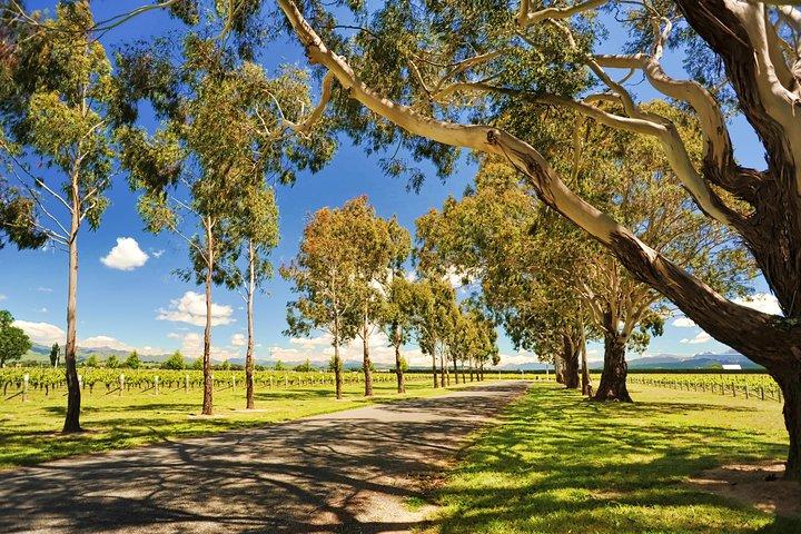 Half-Day Wine Tour from Blenheim