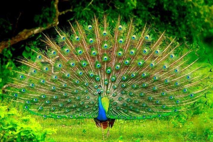 Day Excursions to Udawalawe from Colombo