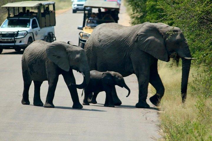 Big 5 Kruger National Park 2 Days Safari from Johannesburg