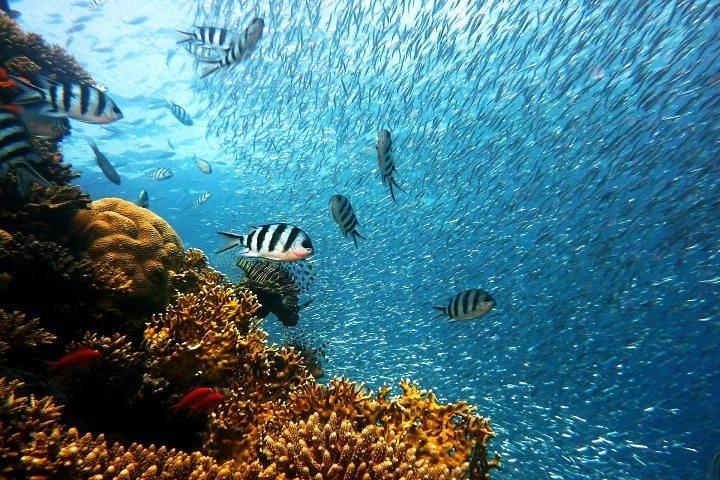 Private Tour: Tioman Island (Sribuat) Reef Snorkel & Summit Hike from Singapore