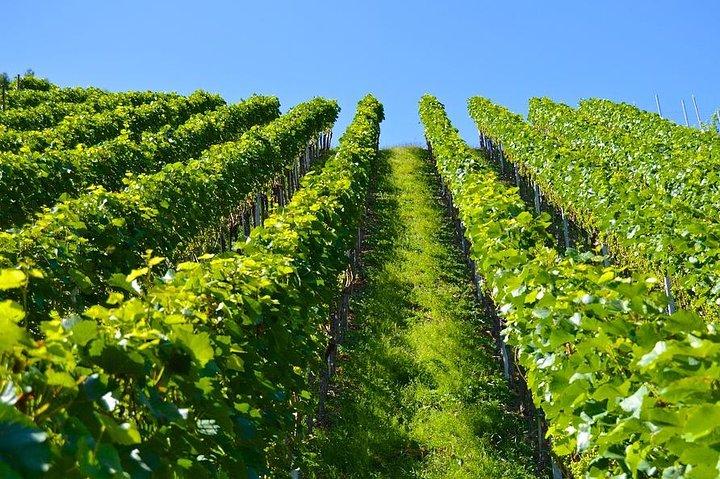 Wine and cheese tasting on Prahova Valley Romania