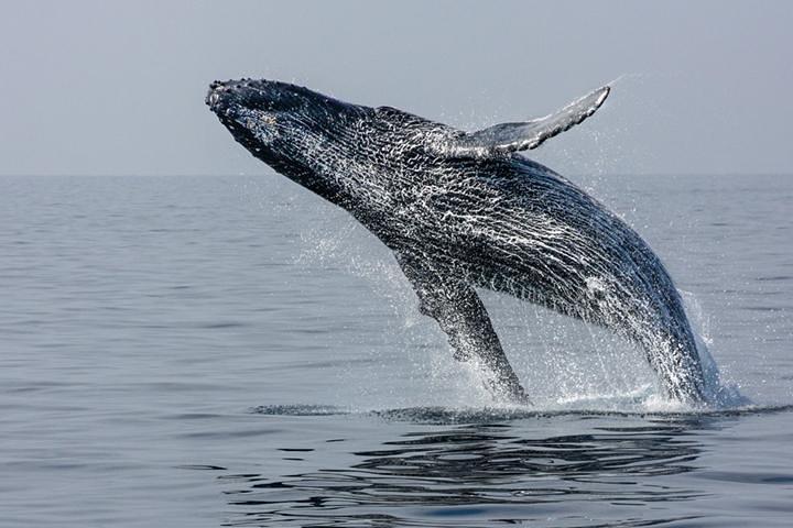 Ultimate Juneau Whale Watch