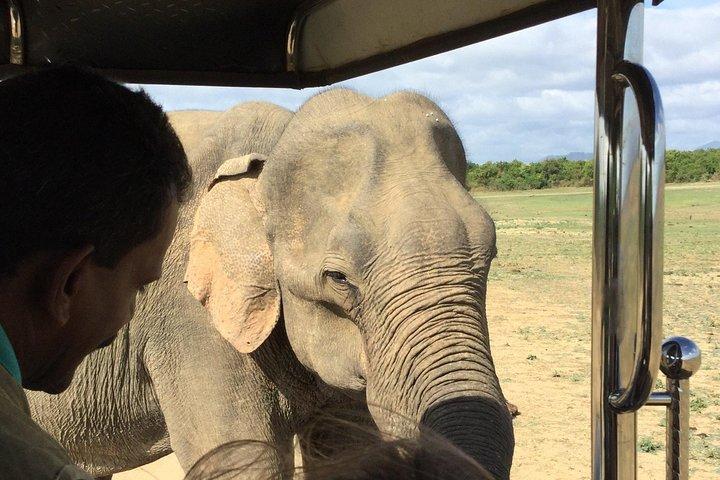 Udawalawe Private Safari Tour From HIKKADUWA