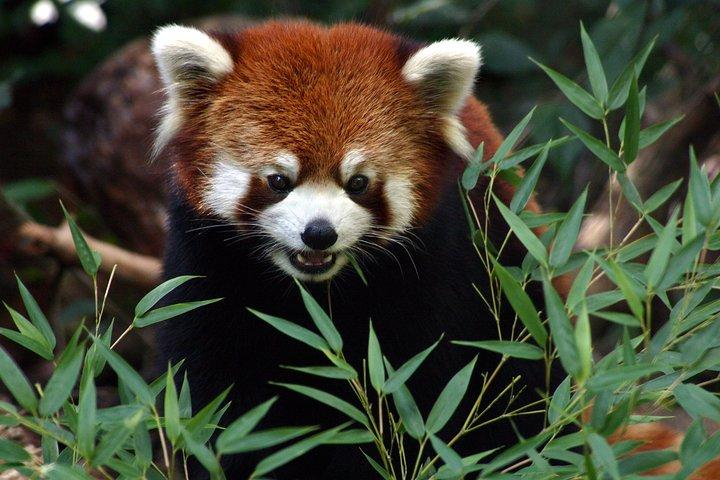 Skip the Line: Daily Admission at Woodland Park Zoo Ticket