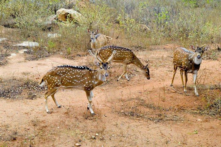Day Tour To Ridiyagama Safari Park From Colombo