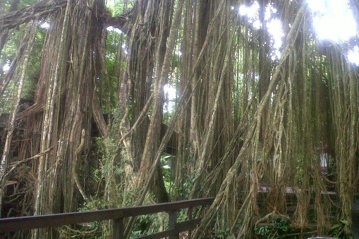 Monkey Forest, Ubud, Waterfall and Rice Terrace