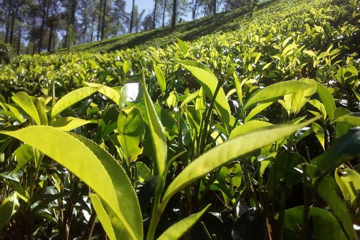 Private Day trip Kandy & pinnawala with your selected attractions