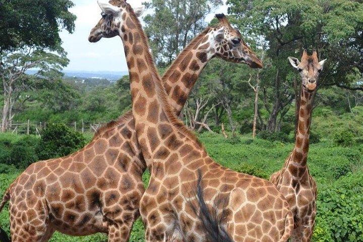 Early Morning Game Drive In Nairobi National Park