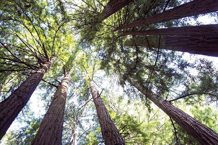 From San Francisco: Guided Tour to Muir Woods and Sausalito