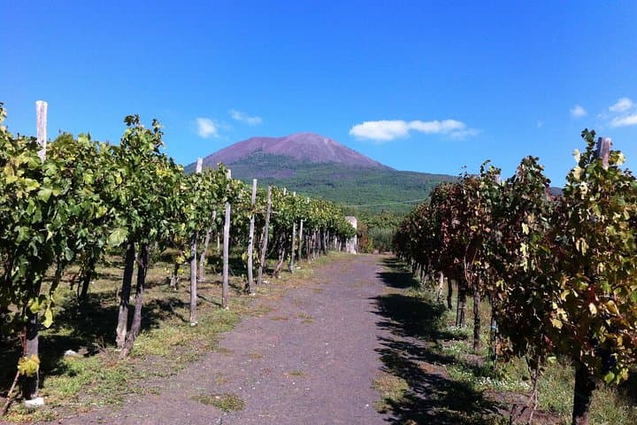 Mount Vesuvius Wine Tasting Experience from Naples or Sorrento