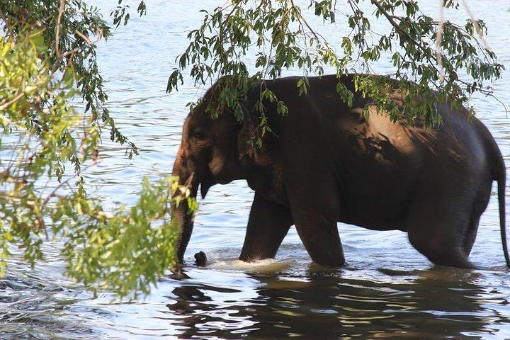 Private Half Day Safari in Udawalawe National Park